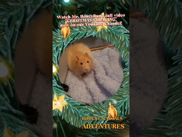 ADORABLE Mr. HoneyBun