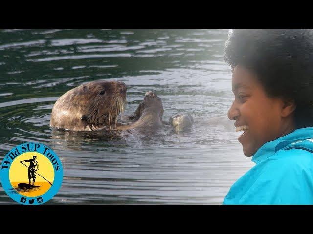 Our First Otter Sighting in Dingle Harbour!