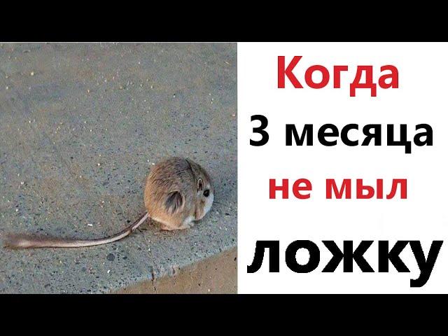 Приколы! КОГДА 3 МЕСЯЦА НЕ МЫЛ ЛОЖКУ - мемы!!! Смешные видео от – Доми шоу!