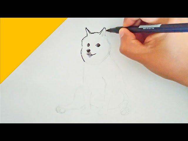 How to use ink brush to draw Shiba Inu