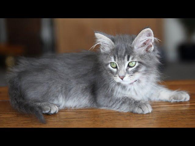 Siberian Kitten | First 3 Months at Home