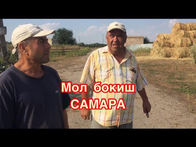 САМАРАДА МОЛ КУЙ ФЕРМАСИ.