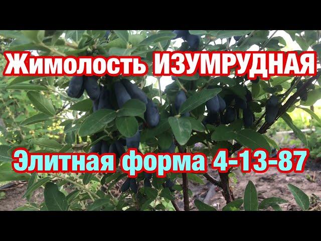 Жимолость ИЗУМРУДНАЯ. Элитная форма жимолости из Бакчара 4 13 87
