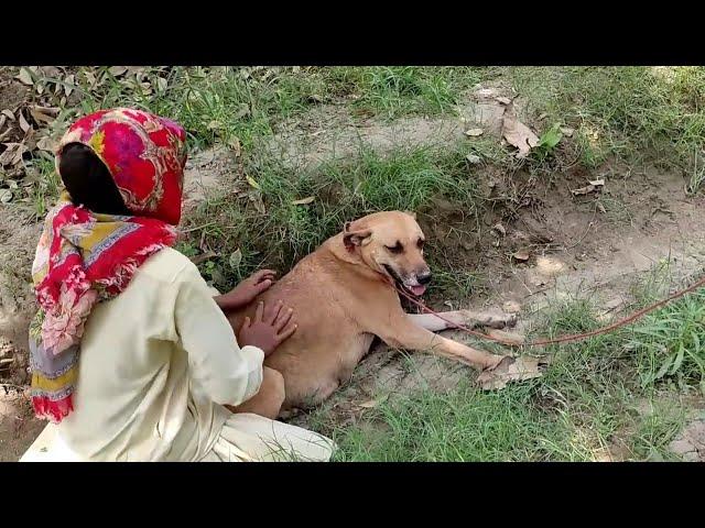 boy playing with his dog