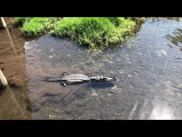 Satur Group - 4-10. Maj, 2018 | Miccosukee Indian Village