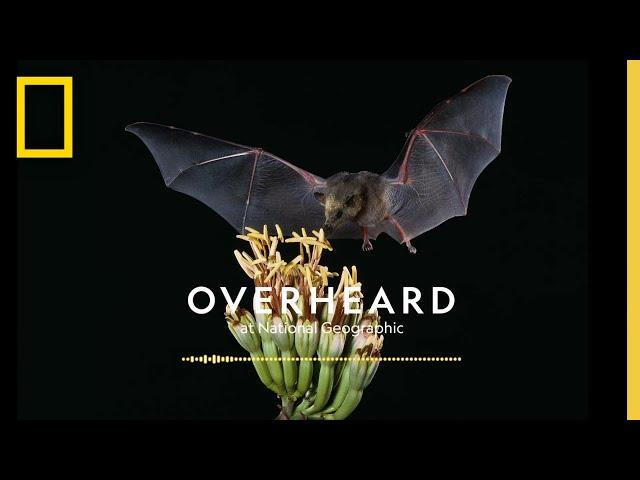 A Skeptic’s Guide to Loving Bats | Podcast | Overheard at National Geographic