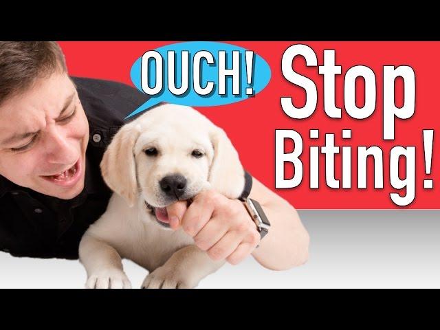 How to Train your Puppy to Stop Biting