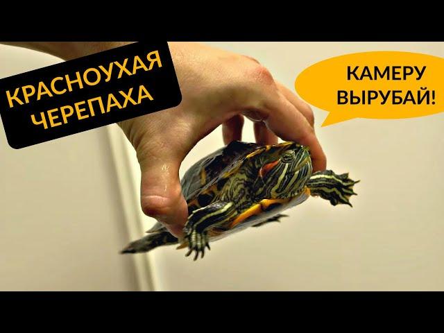 Красноухая черепаха дома. НЕ ПОКУПАЙ!