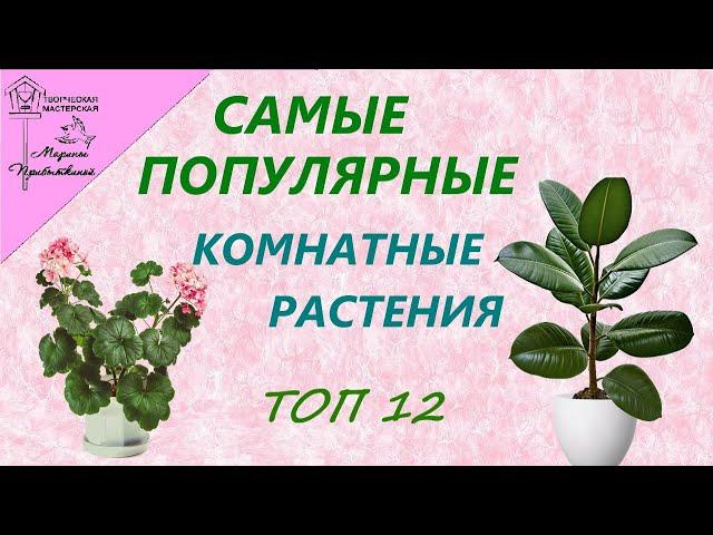 Самые популярные  домашние растения