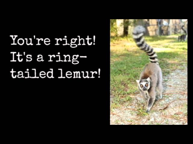 Lemur Sounds