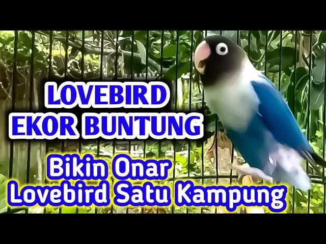 Lovebird Latah Fighter Suara Lantang Bikin Onar Labet Satu Kampung.