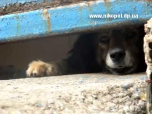 Альтернативный питомник