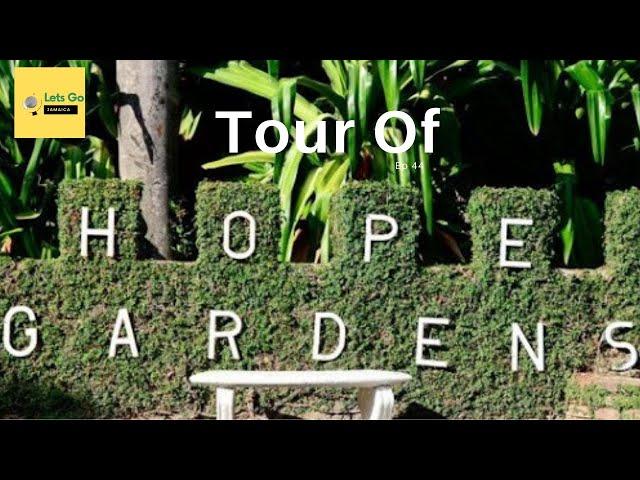 Walking tour of Hope Gardens| Tour of Kingston Jamaica|Lets Go JA Ep44