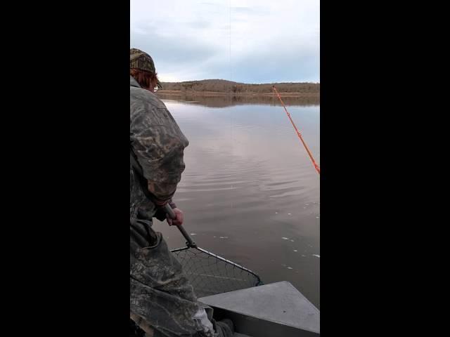 Truman lake 62lbs blue catfish with Cody's Guide Service