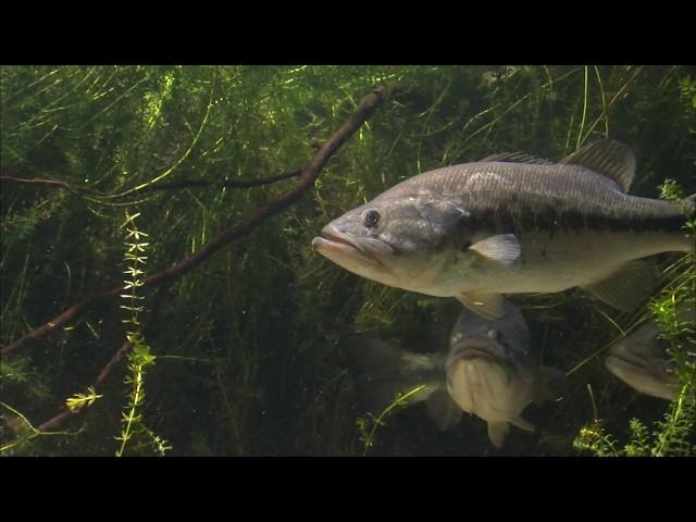 Eustis Freshwater Fisheries Research Lab