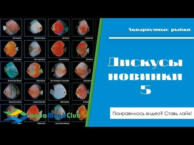 Новинки 5 - Дискусы: Синий скорпион, Золотая гармония, Красная панда