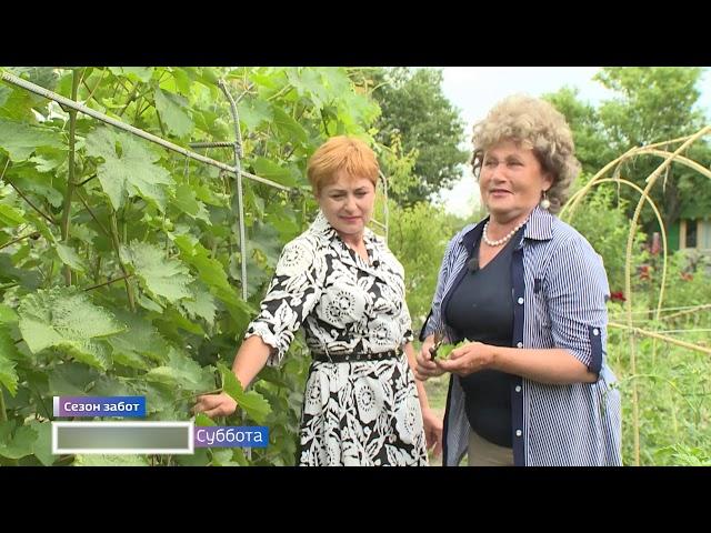 Сезон забот. Как ухаживать за виноградом.