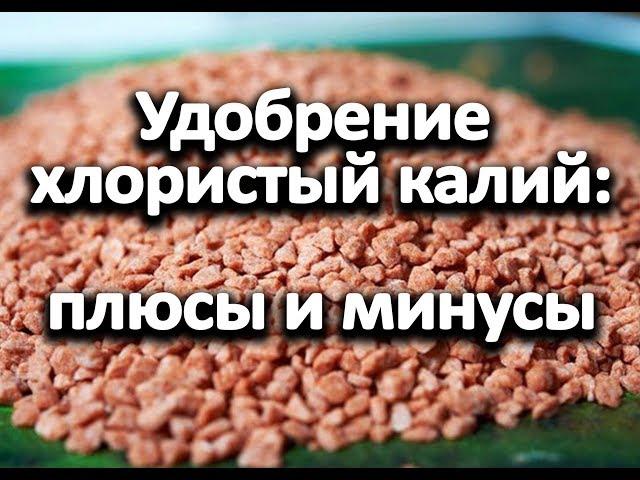 Удобрение хлористый калий: плюсы и минусы. Как и когда вносить.