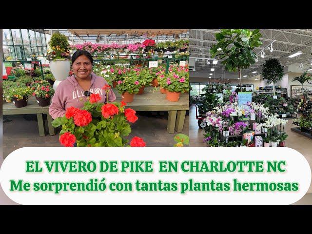 Pike's Nursery in Charlotte, NC surprised me with beautiful begonias, pothos, mustards, and more.