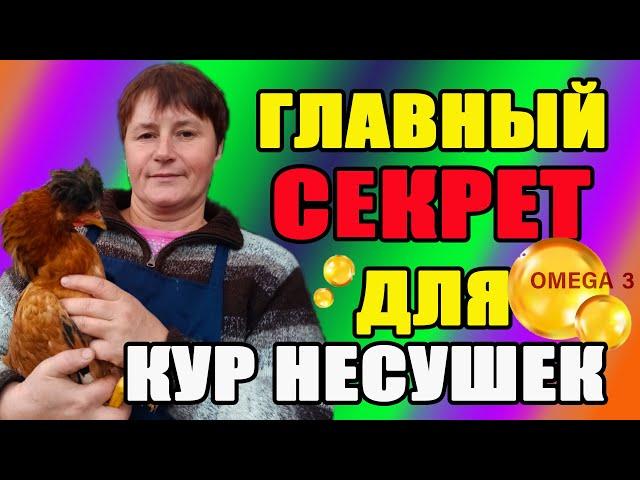 Главный секрет для кур несушек. Подготовка кур к зиме.