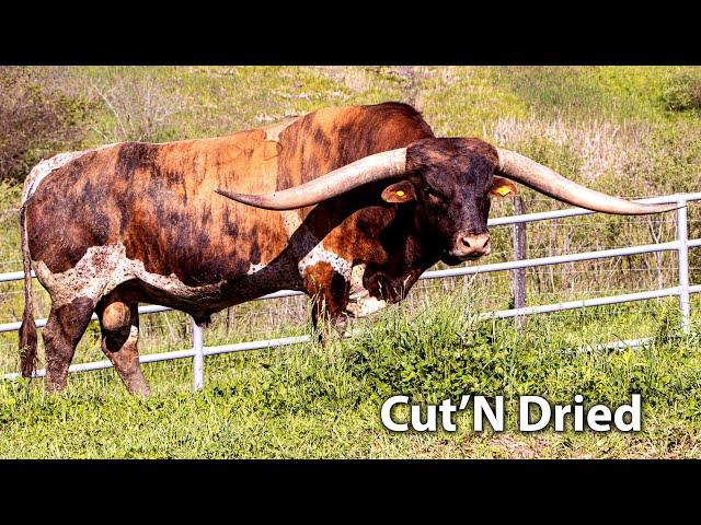 Cut'N Dried - Texas Longhorn Herd Sire