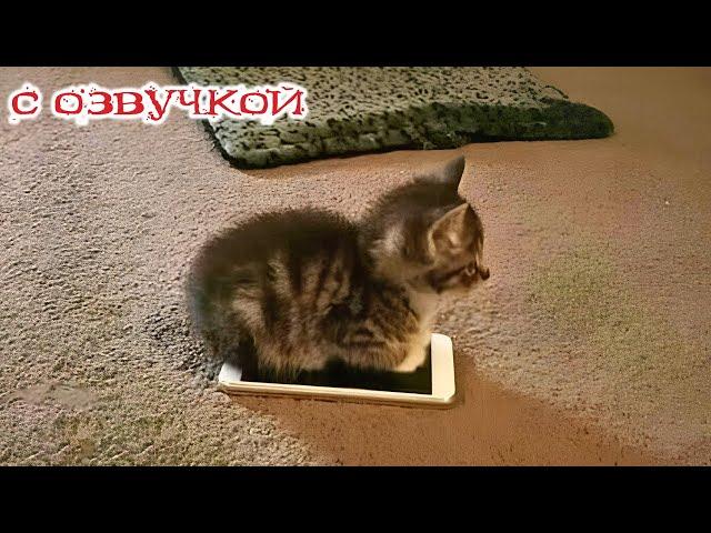 Funny Animal Videos 2024 - Funniest Dogs and Cats Videos #298