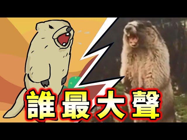 傳說的比大聲對決！建議放大音量觀看（確信【伝説の大声バトル】Screaming Marmot Legendary loud battle