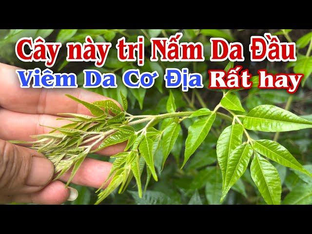 Cây này trị Nấm Da Đầu, viêm da cơ địa rất hay. @PHAN HẢI Channel