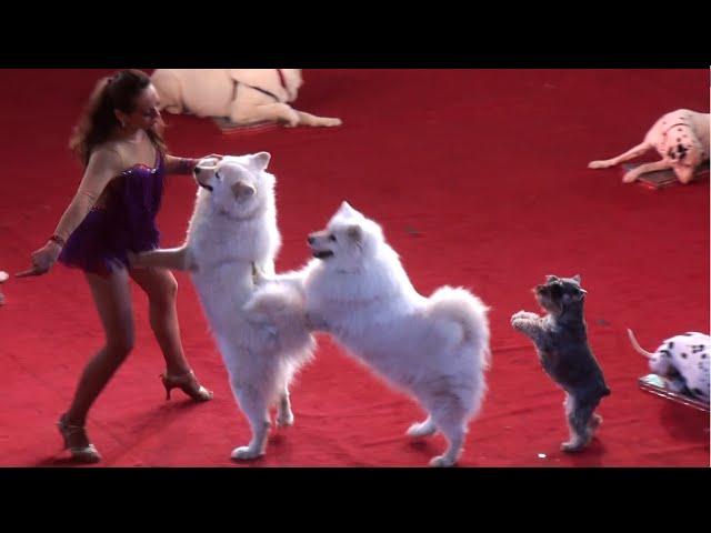 Circus. The show dogs. Цирк. Смотреть Шоу собак.