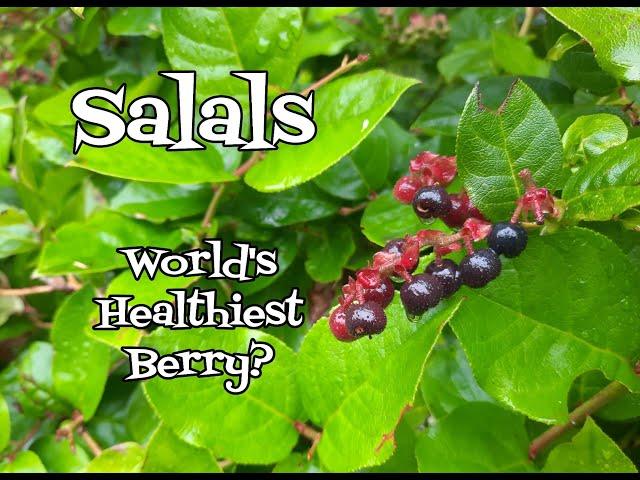 Salal Berries: World's Healthiest Berry?