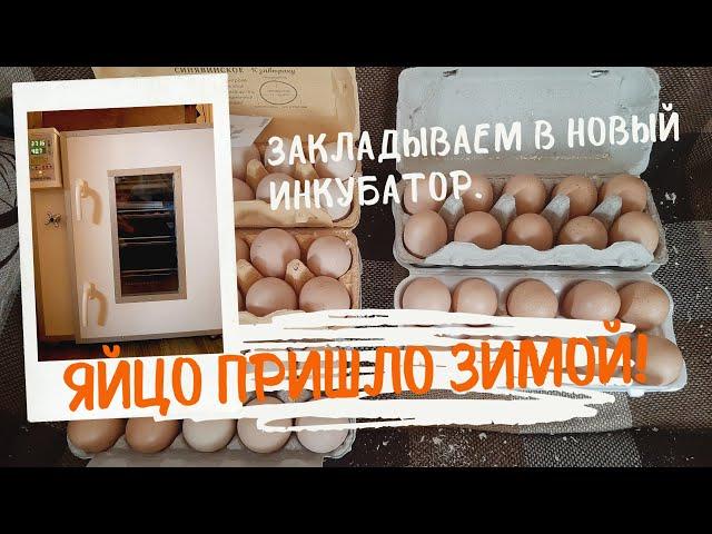 Долгожданное яйцо! Закладываем в новый инкубатор.