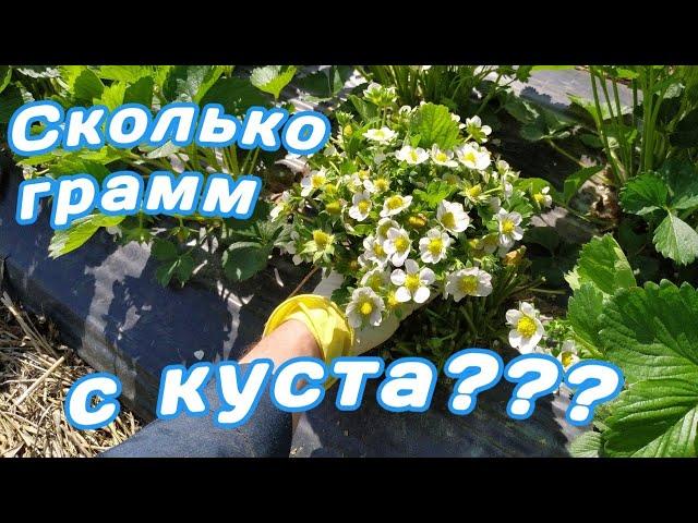  Супер сорт клубники!  40 цветоносов с куста! Belklubnika.by