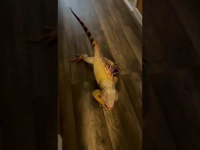 Happy Iguana Smiles When Pet Parent Returns Home! Shorts #Iguanas