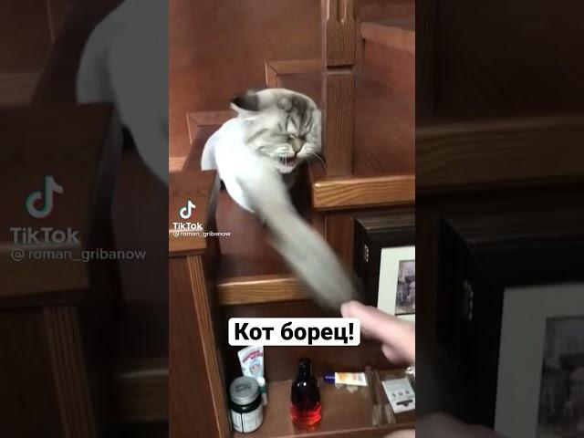 Кот борец надавал по щам