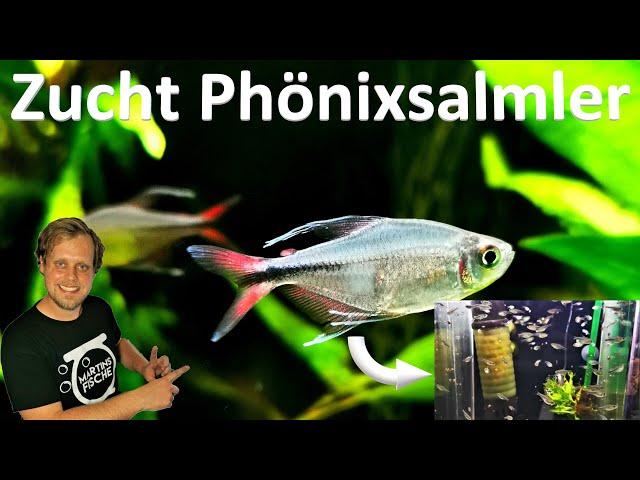 ZUCHTBERICHT PHÖNIXSALMLER - Hemigrammus filamentosus - Salmlerzucht