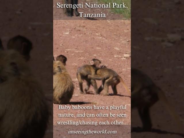 Cute and Playful Baby Baboons of Serengeti National Park #imseeingtheworld.com