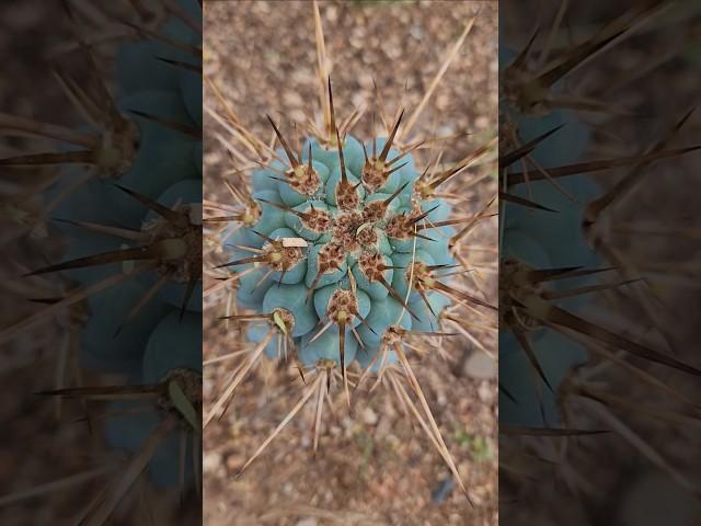 Cactus Symmetry - Browningia hertlingiana #bluecactus #cactus #shorts #fyp #nature #cactusuncle