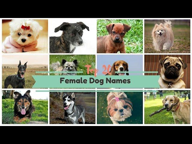 Top 20 Popular Female Dog Names