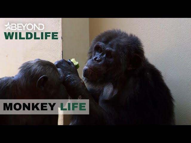 S8E08 | Chimp Cherri Finally Gives Birth To Twin Baby Girls | Monkey Life | Beyond Wildlife