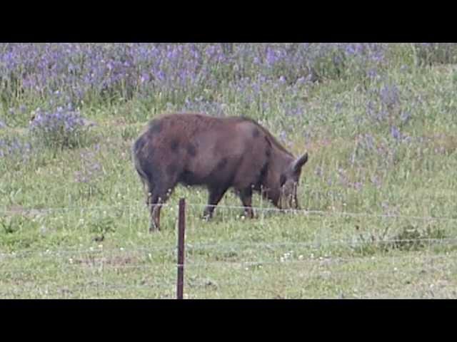 Wild Boar Vs 300 WSM 150 gr Barnes TTSX