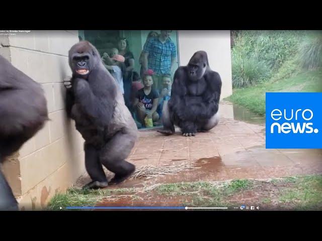 Feeling miserable in the rain? These gorillas too | euronews 