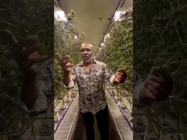 Champ Approved/ Одобрено чемпионом