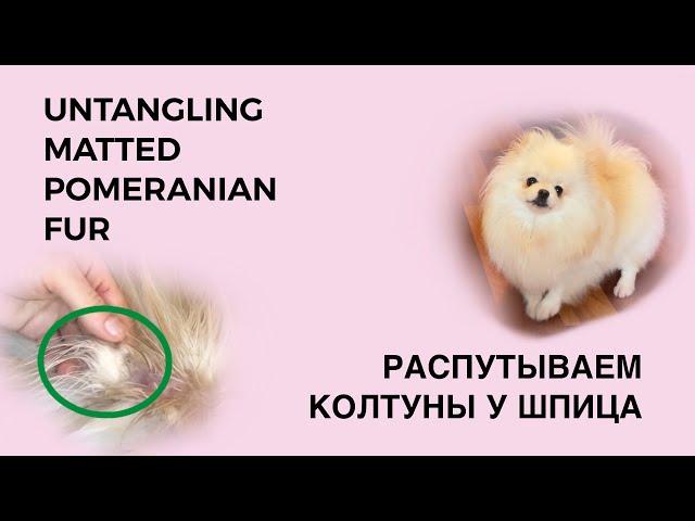 HOW TO UNTANGLE MATTED POMERANIAN FUR