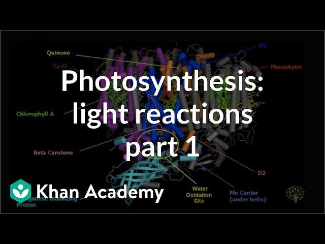 Photosynthesis: Light Reactions 1