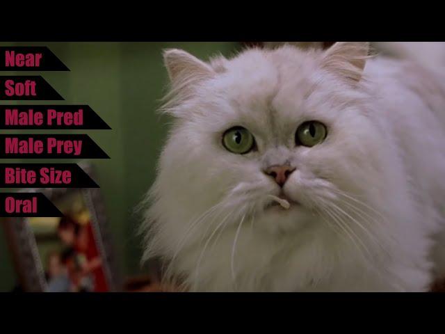 Stuart Meets Snowbell - Stuart Little | Vore in Media