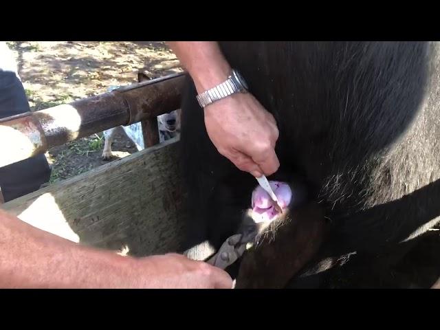 Bull Castration Day...ouch 