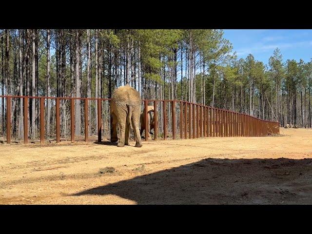 The Elephant Sanctuary | Osh and Nosey Interact