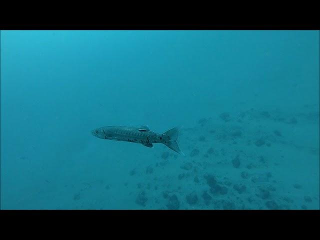 West Palm Beach Diving - Reefs and Wreck Corridor 11.29.18