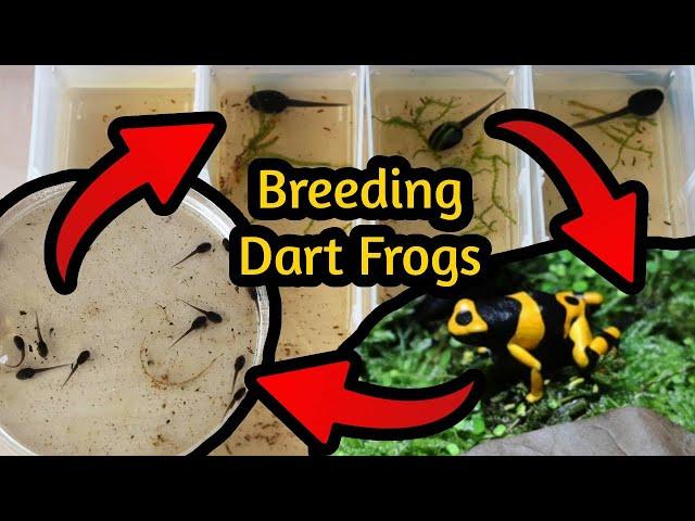 How to Breed Poison Dart Frogs - A Comprehensive Guide