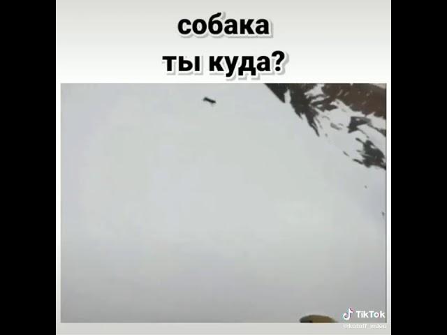 Собака ты куда